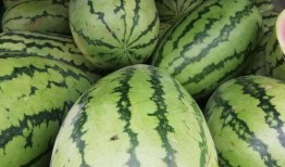 新疆网红吃瓜视频,一场视觉与味蕾的盛宴